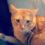 Alexander Hamilton - @alexander_self_ruiner_hamilton - Instagram