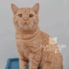 Alexander Cattery - @alexandercattery - TikTok