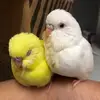 gaurav_phophalia - @alexander.squiress - TikTok