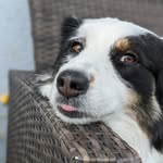 Alexander Steiner - @doggydieter - Instagram