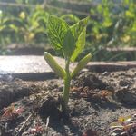 Alexander Storey - @growingstuffonline - Instagram