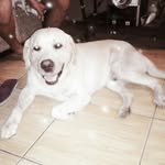 maynor alexander vado garcia - @maynoralexandervado - Instagram