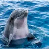 Stellar_Dolphin - @alexandervenable - TikTok