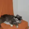 Domino - @alexanderwert2 - TikTok