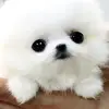 Cute PETS Videos - @alexanderwooo - TikTok
