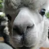 Alexandra Becker - @alexandrabecker19 - TikTok