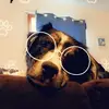Puppy Account - @alexandra.cooke0 - TikTok