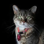 Alexandra Cope - @grump_lump_and_loaf - Instagram