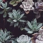 Alexandria Easterling - @wherethewildthoughtsroam - Instagram