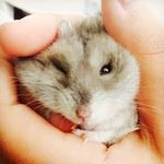 Alexandra Glaser Bernhardson - @hamsternalexandra - Instagram