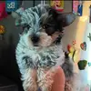 AlexandraHaley__ - @alexandrahaley__ - TikTok