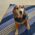 Alexandra Herbert - @handmade_hound - Instagram