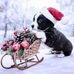 Alexandra Hsu - Facebook