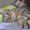Alexandra Hsu - @2147942594 - TikTok