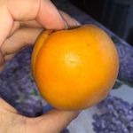 Lyons Alexandra - @lyonsalexandra77 - Instagram