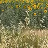 Alexandra Mattei - @alexandra.mattei12 - TikTok