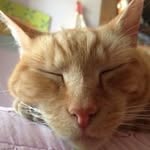Alexandra Millar - @millarniumfalcon - Instagram