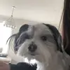 trap account - @alexandramavropoulos - TikTok