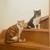 Alexandra.Pratt - @alexandraprattufwkiypd - TikTok