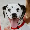 alexandraprice - @dalmatianmommaa - TikTok