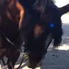 Alexandra Schaffer - @equestrian.allys - TikTok