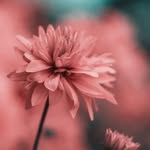 Alexandra Schafferer - @alexandra.schafferer - Instagram