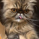 Alexandra Squires - @catmumma8 - Instagram