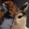 Alexandra Will - @alexandra.will5 - TikTok