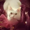 alexandrawirther - @alexandrawirther - TikTok