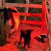 ferme alexandre chabot - Facebook