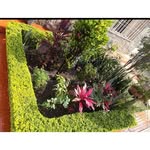 Whats 96450-6623 🌿🌳🌱 - @alexandre_jardins_paisagismo - Instagram