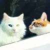 Alexia Christopher - @alexia.christophe29 - TikTok