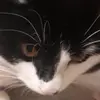 Cat ♡♡♡♡♡ - @alexiamarshall8 - TikTok
