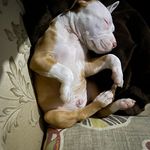 Alexia Willis - @major_the__puppy - Instagram