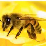 Alexis Ambriz - @ambriz_pollination - Instagram