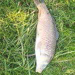 pecheur du dimanche - @alexis_fish__ - Instagram