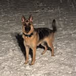 Alexis Mackey - @petsitting_andwalking - Instagram