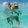 Alexis Neff - @alexisneff3 - TikTok