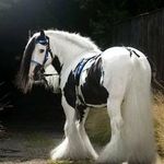 Alexis Potter - @alexispotter5690 - Instagram