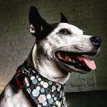 Lexi S. Westfall - @misslexiwest - Instagram