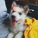 malamute - @alexus_allenca_malamute - Instagram