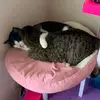 Alexis Smith - @alexis.smith.official - TikTok