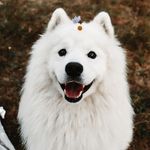 Alf Dogfried von Fluff - @alf.samoyed - Instagram