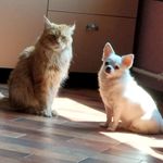 @alf_sam_makarov - Instagram
