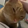Do u like my cat ? - @alfie_barnes2015 - TikTok