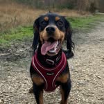 Alfie Bear - @alfie_bear_dog - Instagram