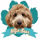 Alfie-Bear - @alfiebeardoodle - Instagram