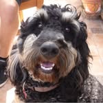 Alfie Beard - @_alfie_life_ - Instagram