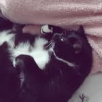 Alfie beard - @boi_gayo2o - Instagram