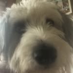 Alfie Patrige - @alfie_beardie - Instagram